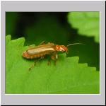 Cantharis rufa - Weichkkaefer 02.jpg